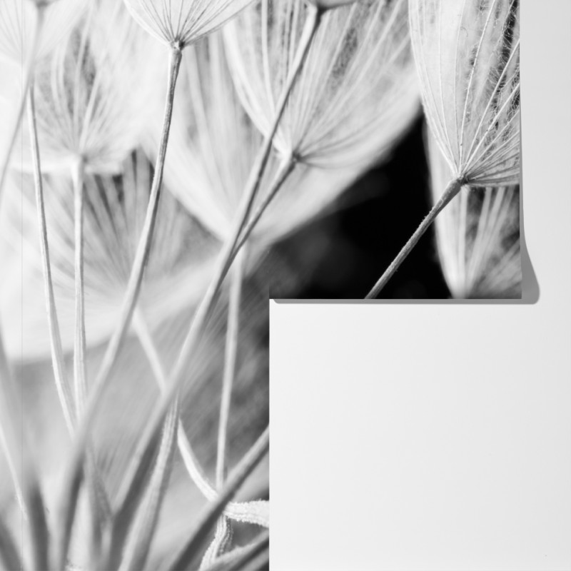 Fototapeta delikatne zbliżenie nasion dmuchawca czarno-białe – Wallissimo® Fototapeta delikatne zbliżenie nasion dmuchawca czarno-białe – Wallissimo®