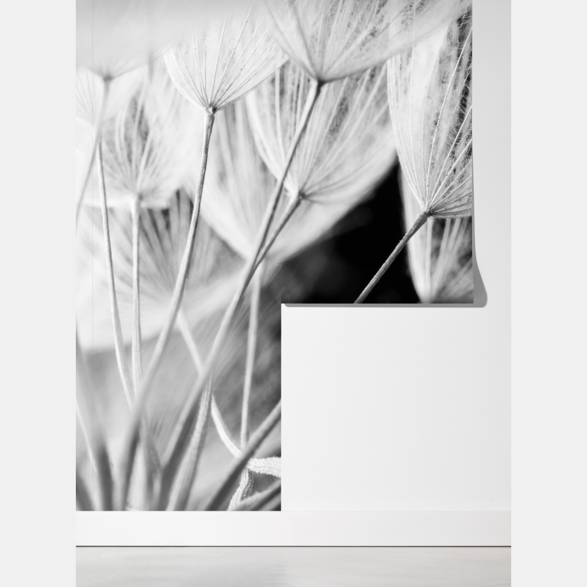 Fototapeta delikatne zbliżenie nasion dmuchawca czarno-białe – Wallissimo® Fototapeta delikatne zbliżenie nasion dmuchawca czarno-białe – Wallissimo®