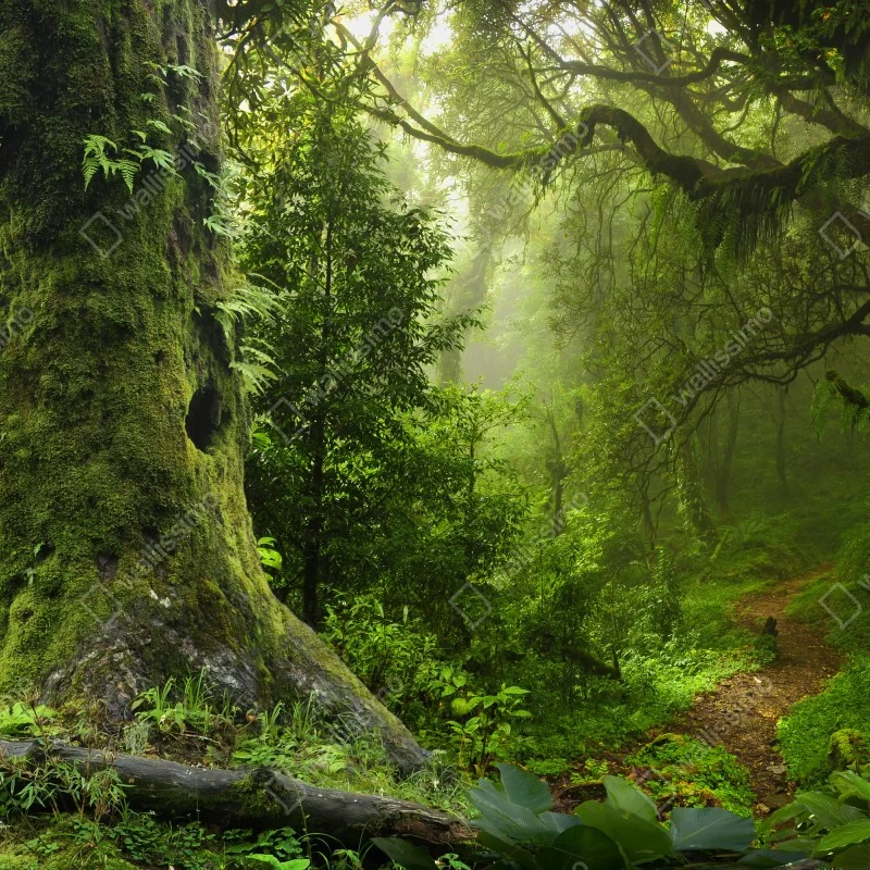 Fototapeta stara leśna ścieżka – Wallissimo® Fototapeta stara leśna ścieżka – Wallissimo®