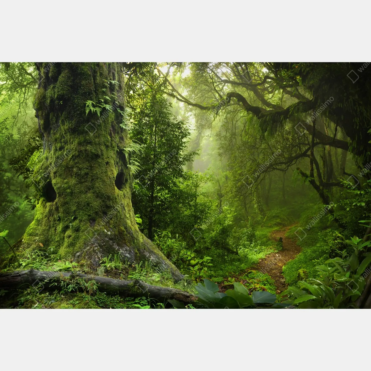 Fototapeta stara leśna ścieżka – Wallissimo® Fototapeta stara leśna ścieżka – Wallissimo®