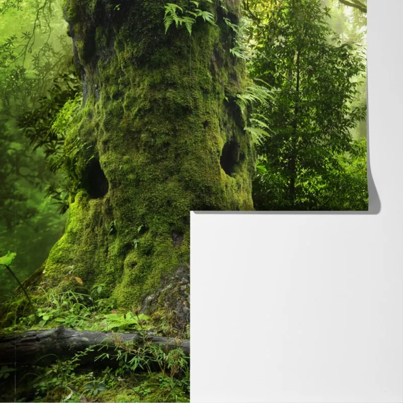 Fototapeta stara leśna ścieżka – Wallissimo® Fototapeta stara leśna ścieżka – Wallissimo®