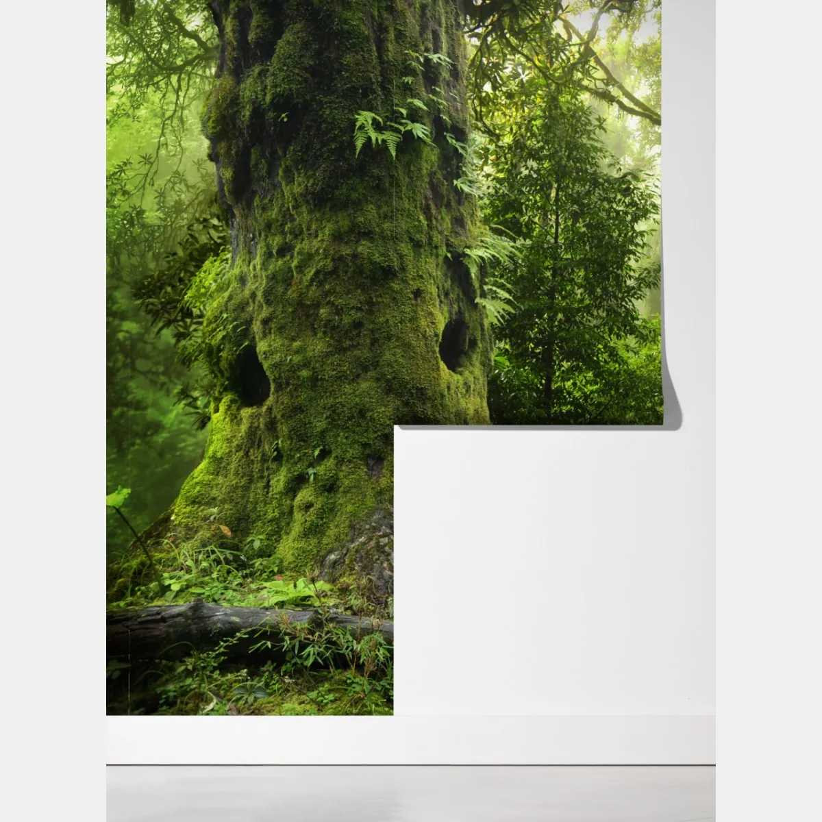 Fototapeta stara leśna ścieżka – Wallissimo® Fototapeta stara leśna ścieżka – Wallissimo®