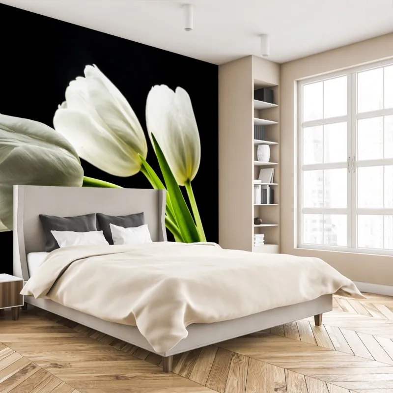 Fototapeta eleganckie białe tulipany na czarnym tle