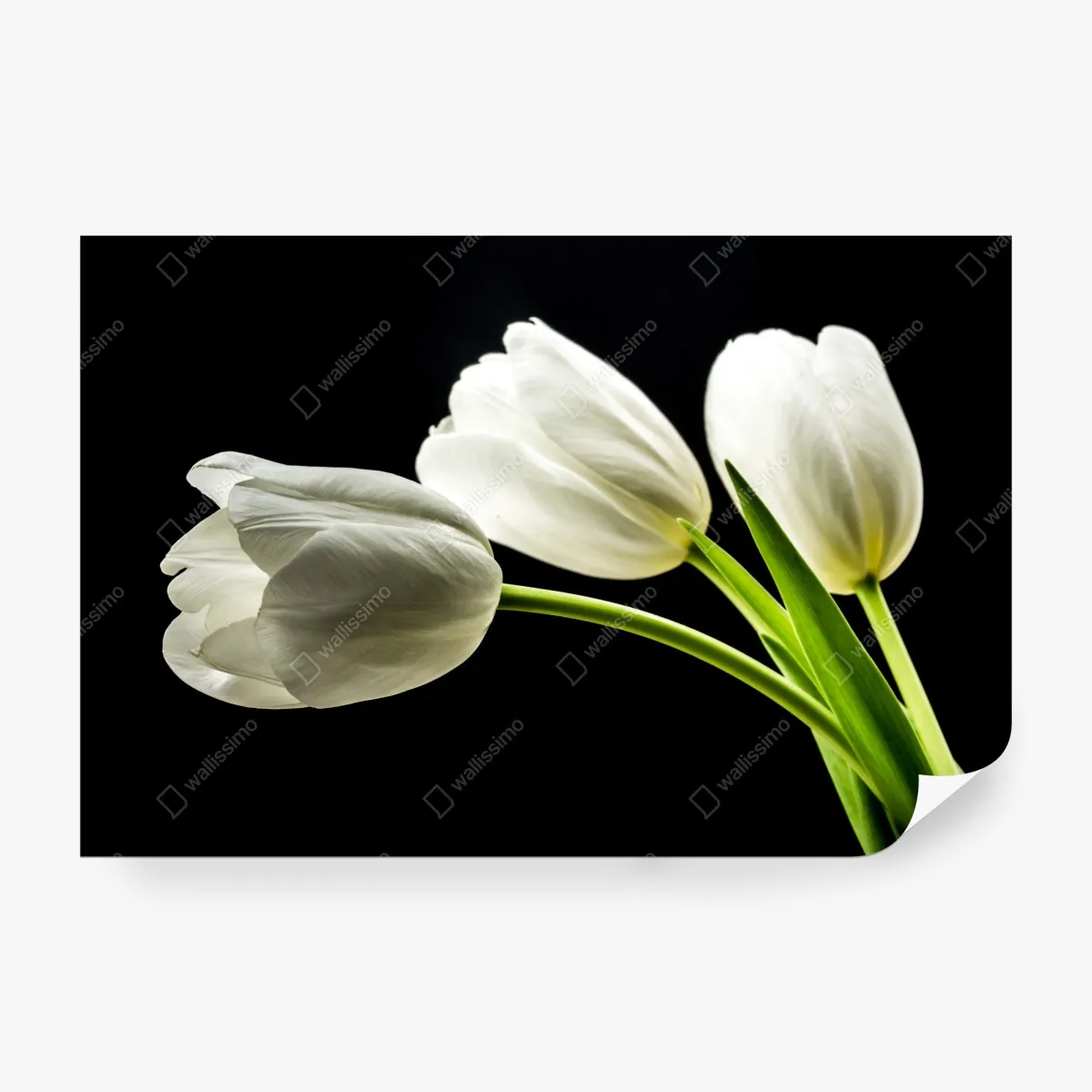 Fototapeta eleganckie białe tulipany na czarnym tle – Wallissimo® Fototapeta eleganckie białe tulipany na czarnym tle – Wallissimo®