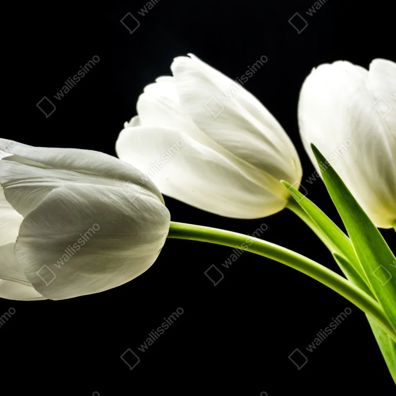 Fototapeta eleganckie białe tulipany na czarnym tle – Wallissimo® Fototapeta eleganckie białe tulipany na czarnym tle – Wallissimo®