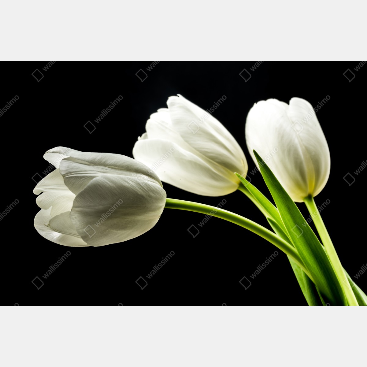 Fototapeta eleganckie białe tulipany na czarnym tle – Wallissimo® Fototapeta eleganckie białe tulipany na czarnym tle – Wallissimo®