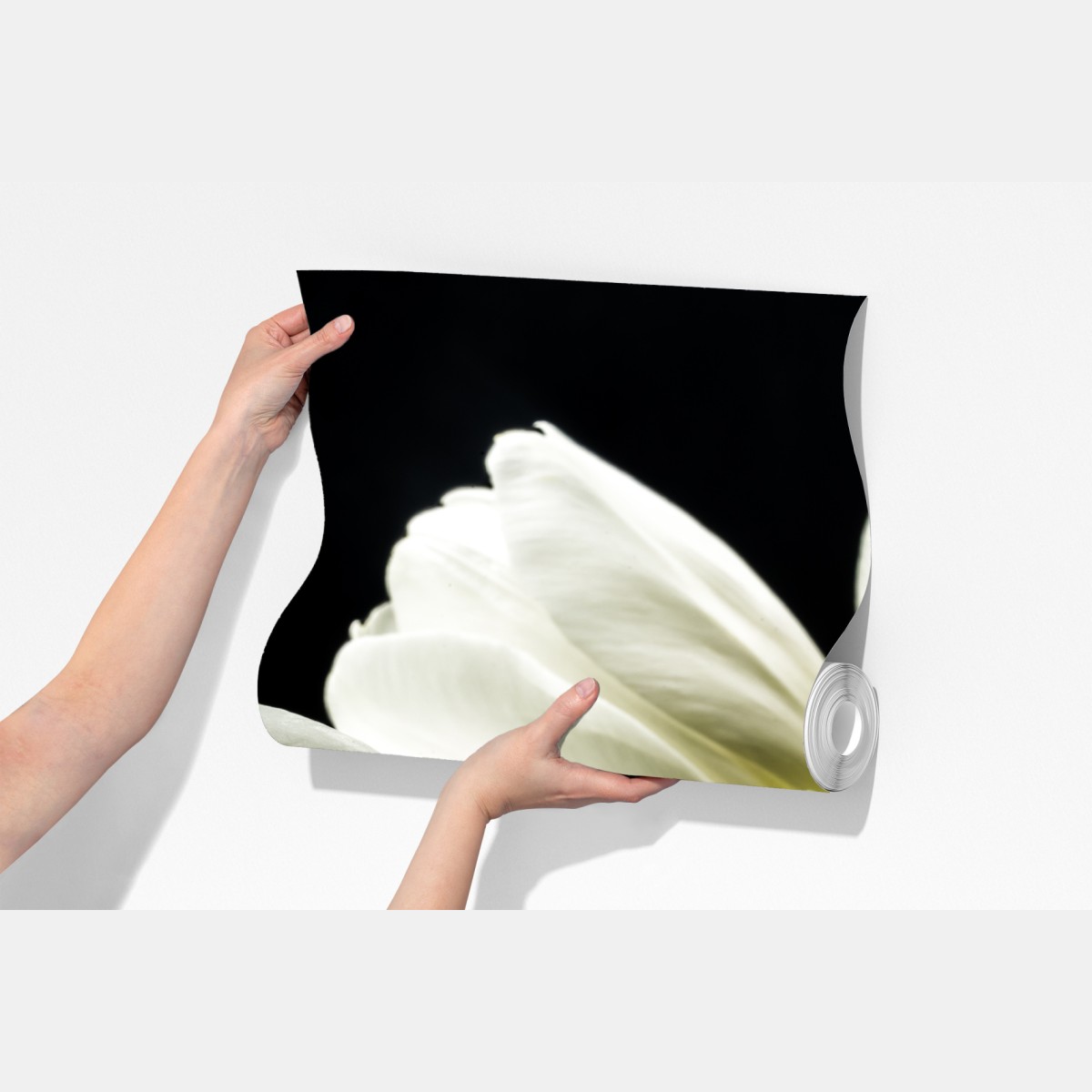 Fototapeta eleganckie białe tulipany na czarnym tle – Wallissimo® Fototapeta eleganckie białe tulipany na czarnym tle – Wallissimo®