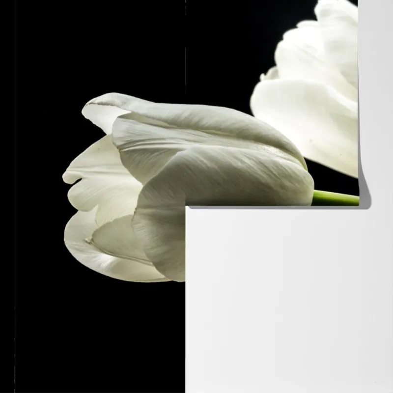 Fototapeta eleganckie białe tulipany na czarnym tle – Wallissimo® Fototapeta eleganckie białe tulipany na czarnym tle – Wallissimo®