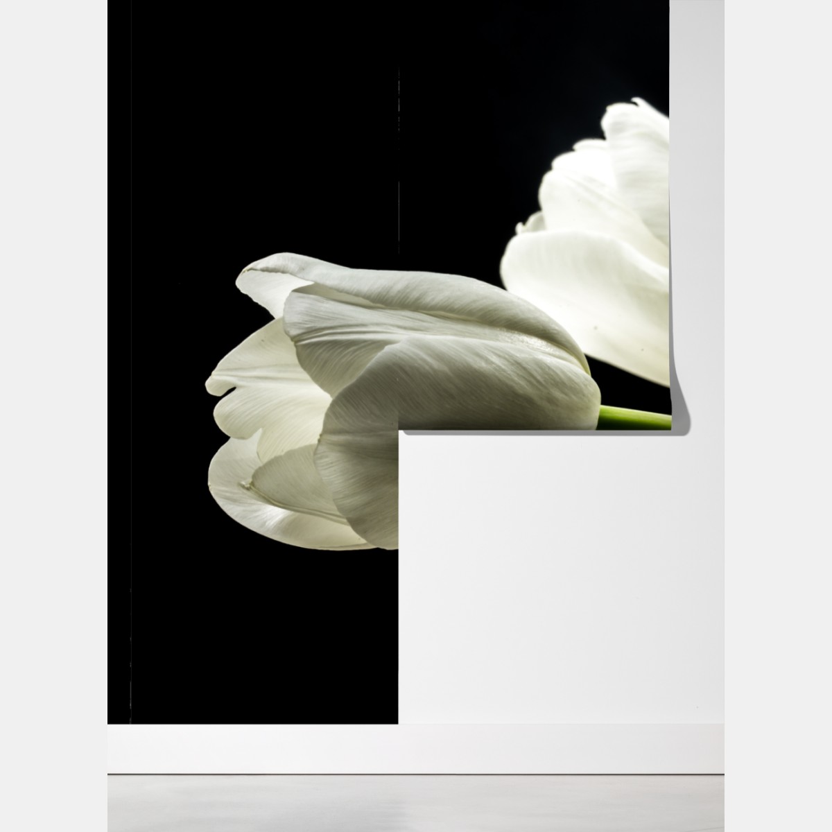 Fototapeta eleganckie białe tulipany na czarnym tle – Wallissimo® Fototapeta eleganckie białe tulipany na czarnym tle – Wallissimo®