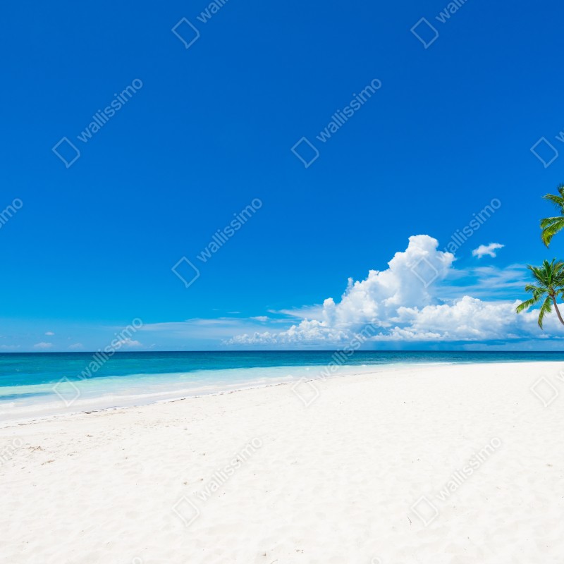 Fototapeta tropikalna plaża z palmami – Wallissimo® Fototapeta tropikalna plaża z palmami – Wallissimo®