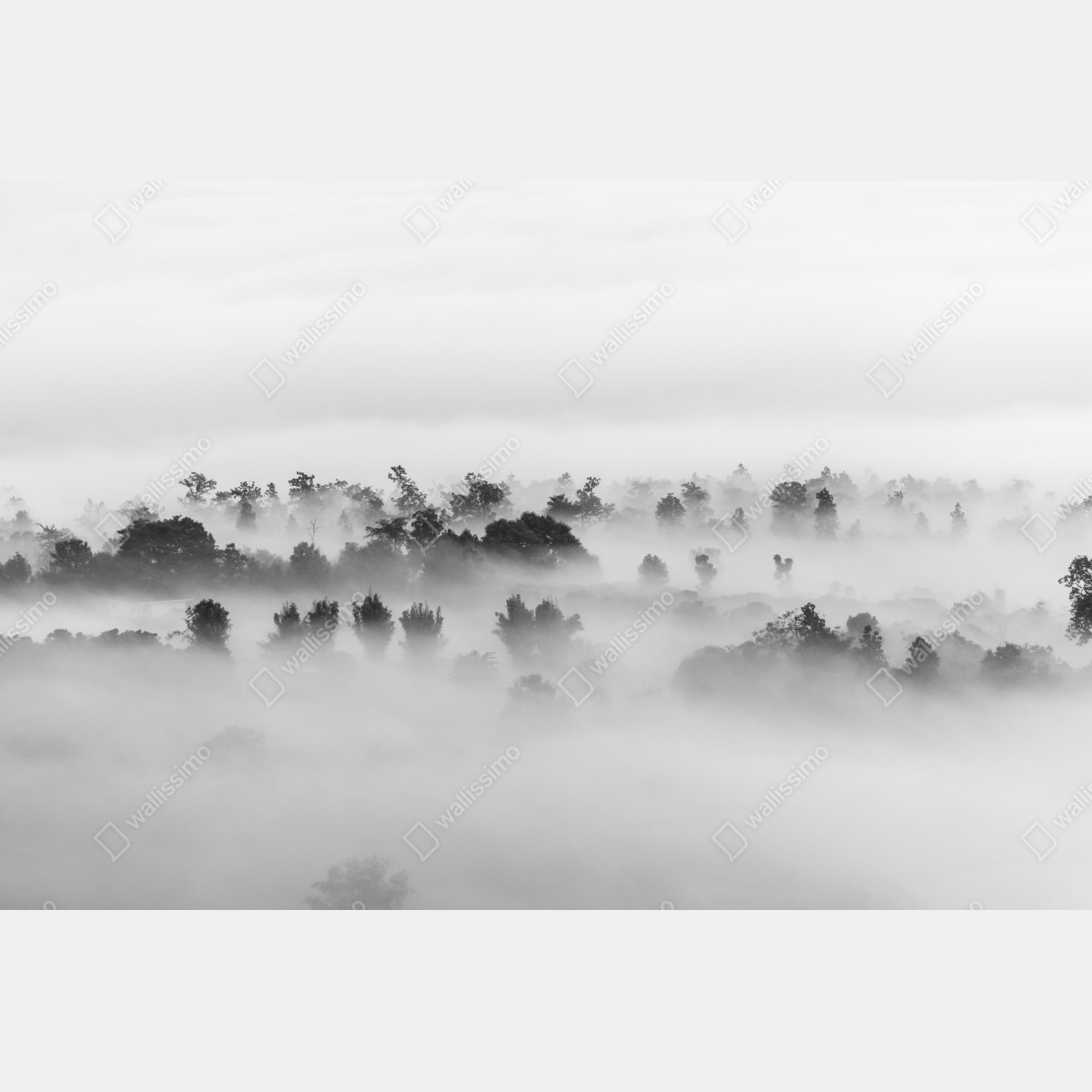Fototapeta mglisty las czarno-biały – Wallissimo® Fototapeta mglisty las czarno-biały – Wallissimo®