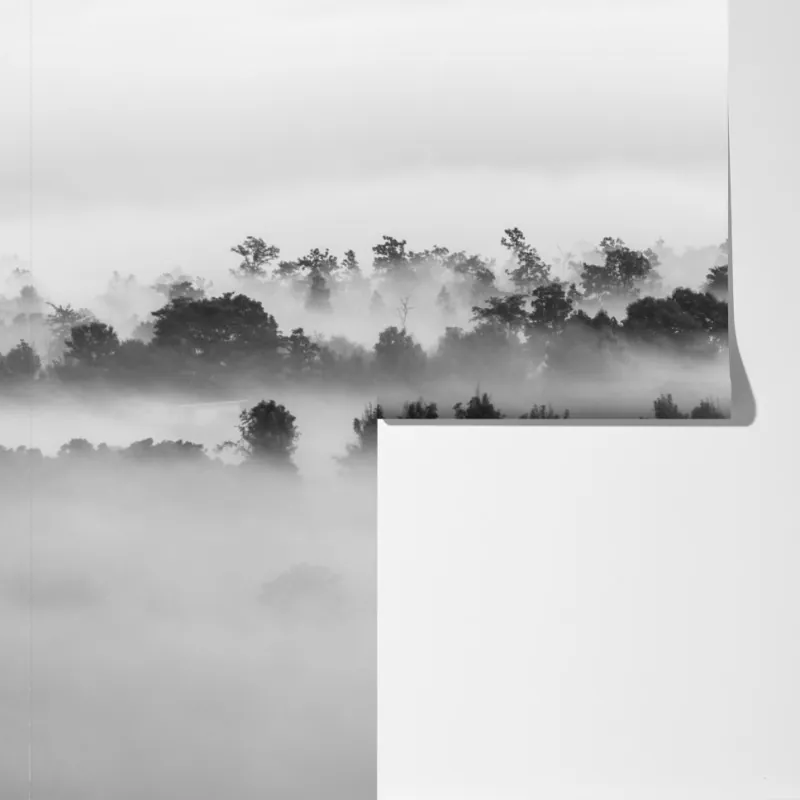 Fototapeta mglisty las czarno-biały – Wallissimo® Fototapeta mglisty las czarno-biały – Wallissimo®