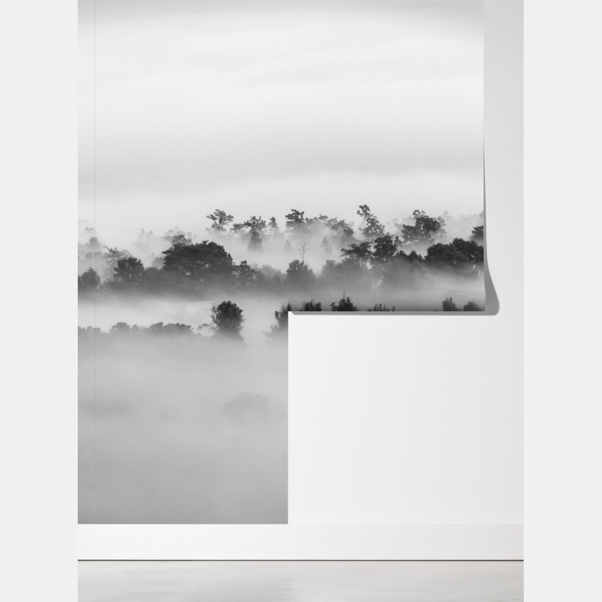 Fototapeta mglisty las czarno-biały – Wallissimo® Fototapeta mglisty las czarno-biały – Wallissimo®