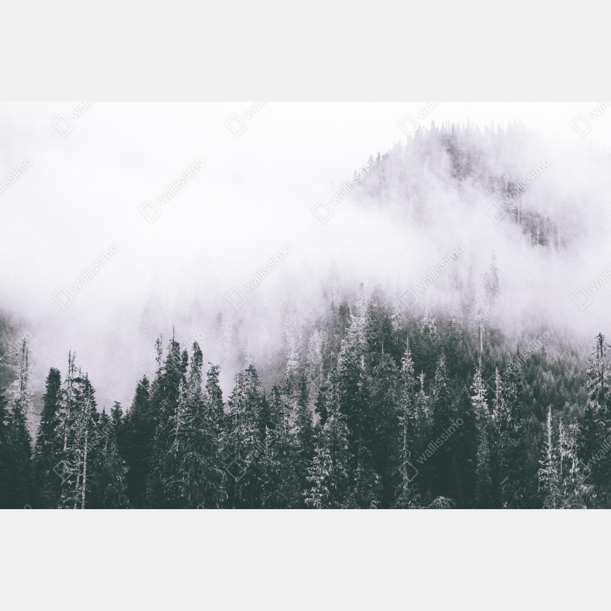 Fototapeta mglisty las iglasty – Wallissimo® Fototapeta mglisty las iglasty – Wallissimo®