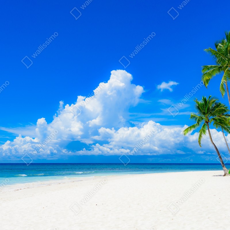 Fototapeta tropikalna plaża z palmami pod błękitnym niebem – Wallissimo® Fototapeta tropikalna plaża z palmami pod błękitnym niebem – Wallissimo®