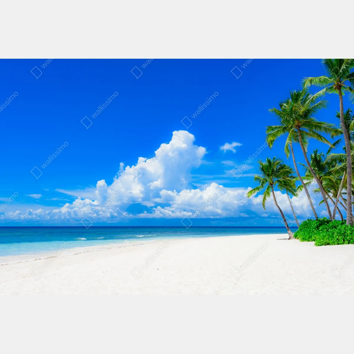 Fototapeta tropikalna plaża z palmami pod błękitnym niebem – Wallissimo® Fototapeta tropikalna plaża z palmami pod błękitnym niebem – Wallissimo®