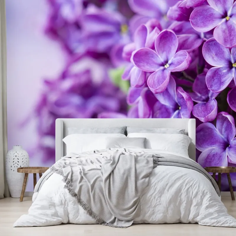 Fototapeta fioletowe kwiaty lilaka zbliżenie