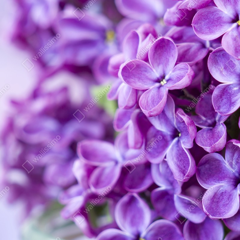 Fototapeta fioletowe kwiaty lilaka zbliżenie – Wallissimo® Fototapeta fioletowe kwiaty lilaka zbliżenie – Wallissimo®