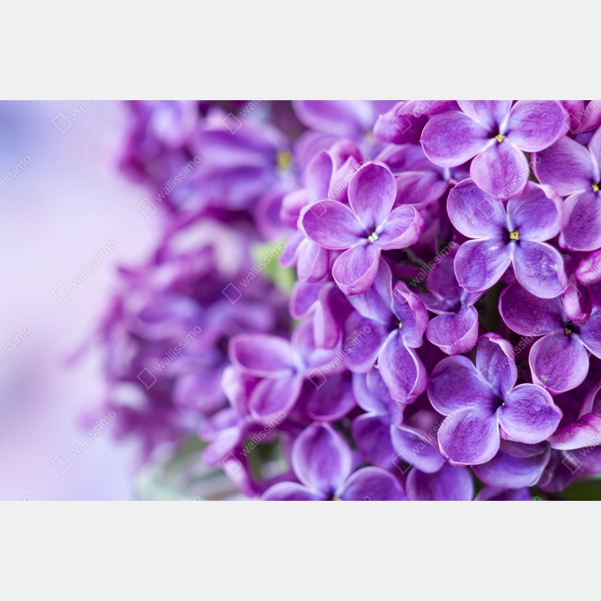 Fototapeta fioletowe kwiaty lilaka zbliżenie – Wallissimo® Fototapeta fioletowe kwiaty lilaka zbliżenie – Wallissimo®