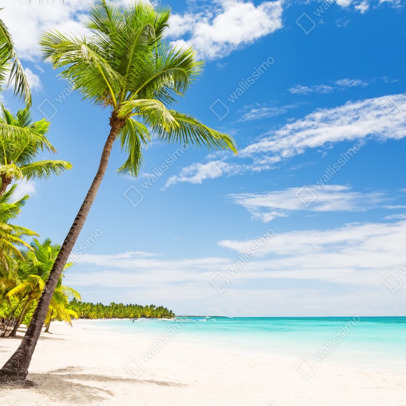 Fototapeta plaża z palmami w Punta Cana – Wallissimo® Fototapeta plaża z palmami w Punta Cana – Wallissimo®