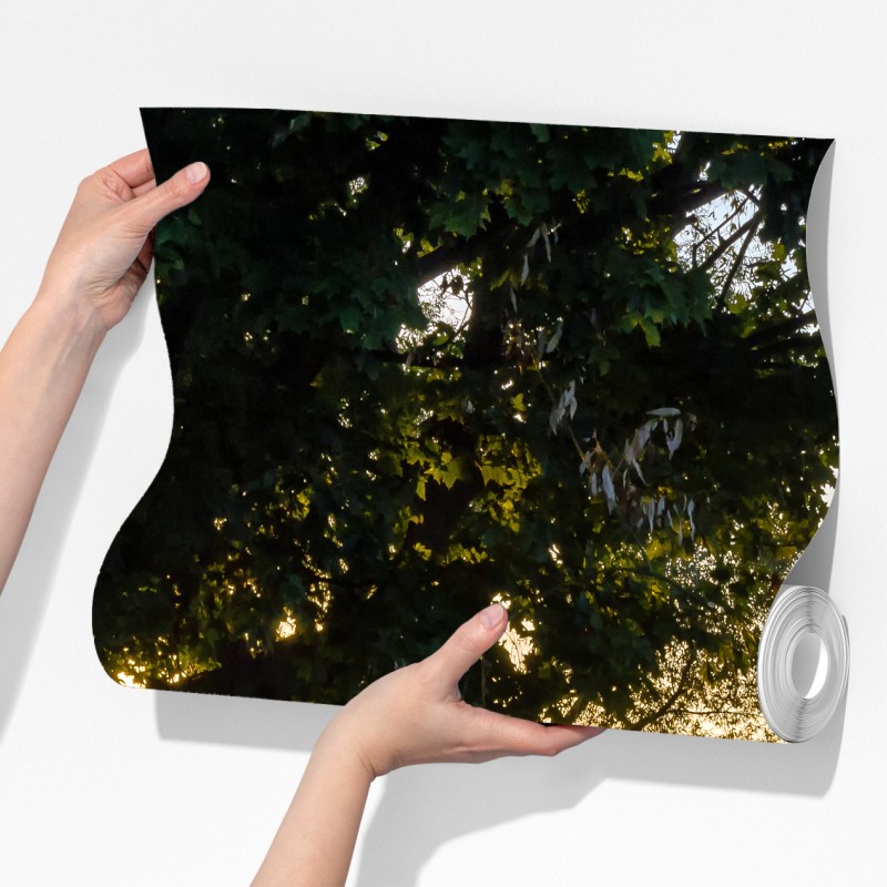 Fototapeta słoneczna wiejska droga o świcie – Wallissimo® Fototapeta słoneczna wiejska droga o świcie – Wallissimo®