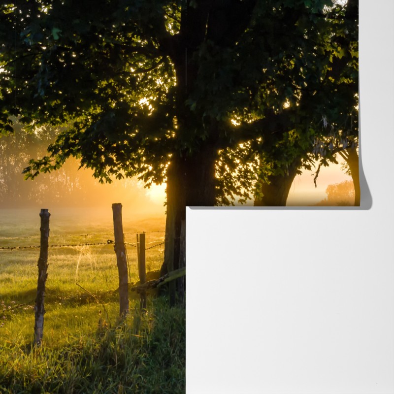 Fototapeta słoneczna wiejska droga o świcie – Wallissimo® Fototapeta słoneczna wiejska droga o świcie – Wallissimo®