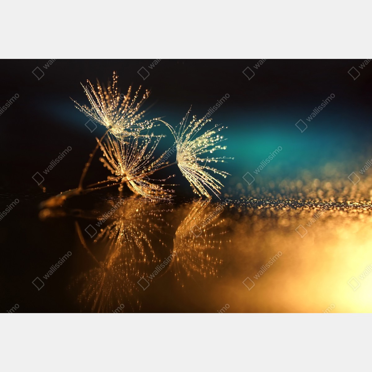 Fototapeta złote odbicie dmuchawca – Wallissimo® Fototapeta złote odbicie dmuchawca – Wallissimo®