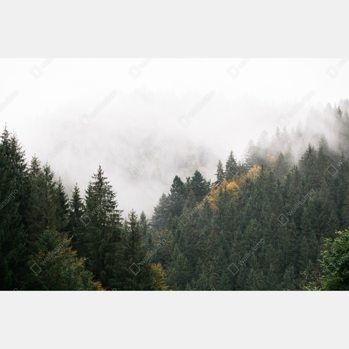 Fototapeta mglisty górski las – Wallissimo® Fototapeta mglisty górski las – Wallissimo®