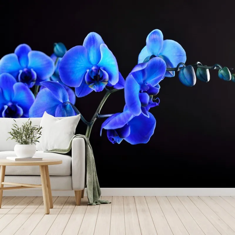 Fototapeta intensywna niebieska orchidea na czarnym tle