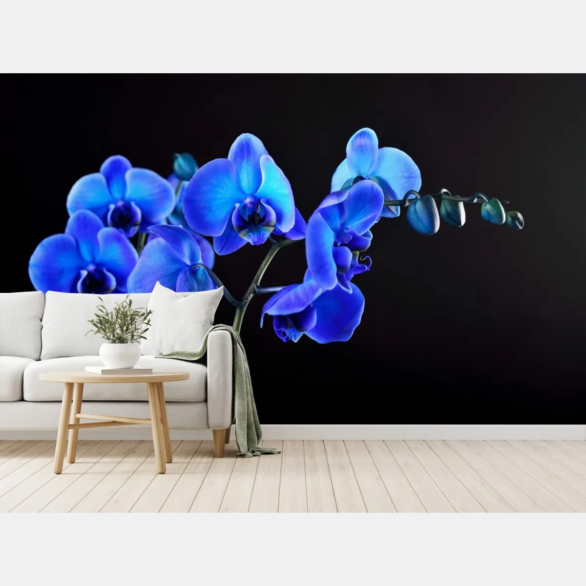 Fototapeta intensywna niebieska orchidea na czarnym tle – Wallissimo® Fototapeta intensywna niebieska orchidea na czarnym tle – Wallissimo®
