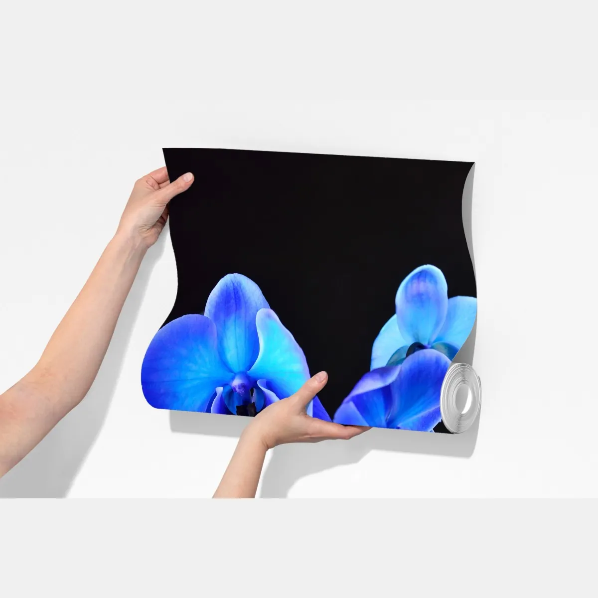 Fototapeta intensywna niebieska orchidea na czarnym tle – Wallissimo® Fototapeta intensywna niebieska orchidea na czarnym tle – Wallissimo®