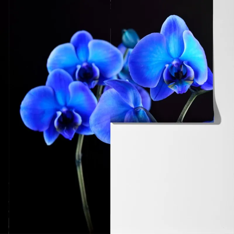 Fototapeta intensywna niebieska orchidea na czarnym tle – Wallissimo® Fototapeta intensywna niebieska orchidea na czarnym tle – Wallissimo®