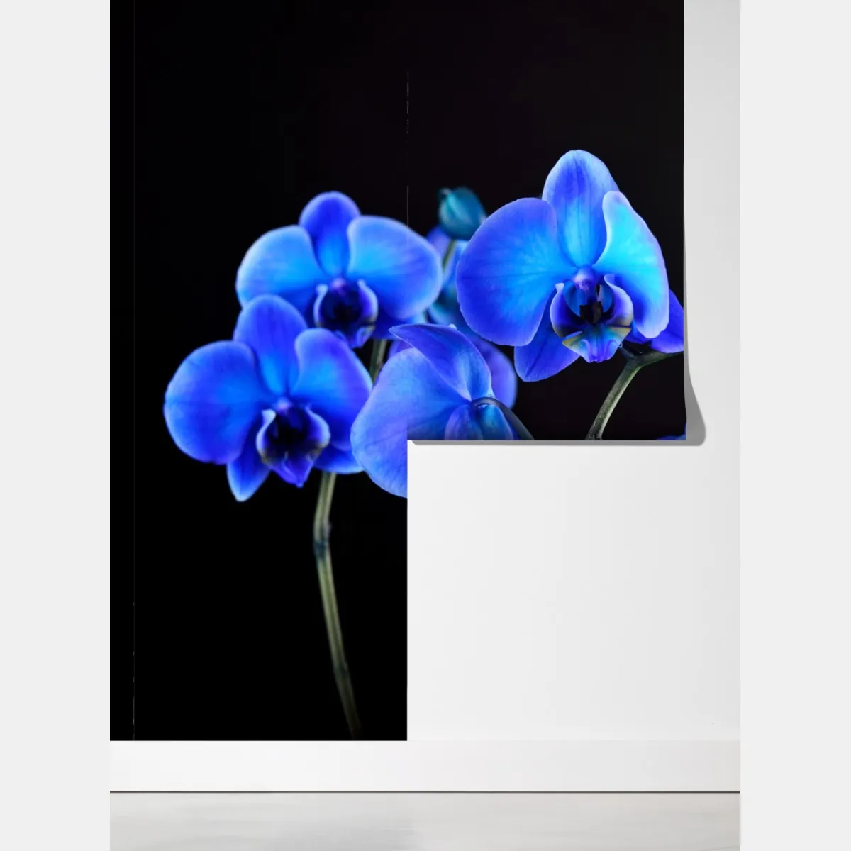 Fototapeta intensywna niebieska orchidea na czarnym tle – Wallissimo® Fototapeta intensywna niebieska orchidea na czarnym tle – Wallissimo®