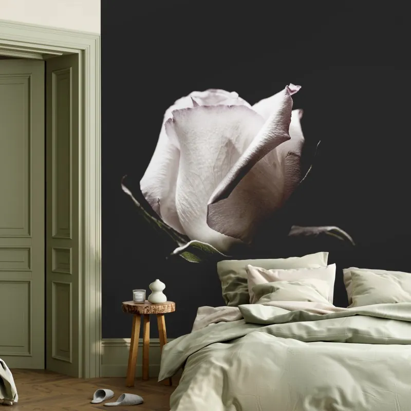 Fototapeta biały róż na czarnym tle