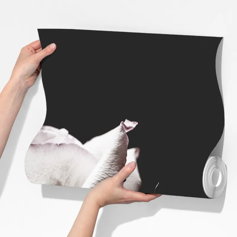 Fototapeta biały róż na czarnym tle – Wallissimo® Fototapeta biały róż na czarnym tle – Wallissimo®