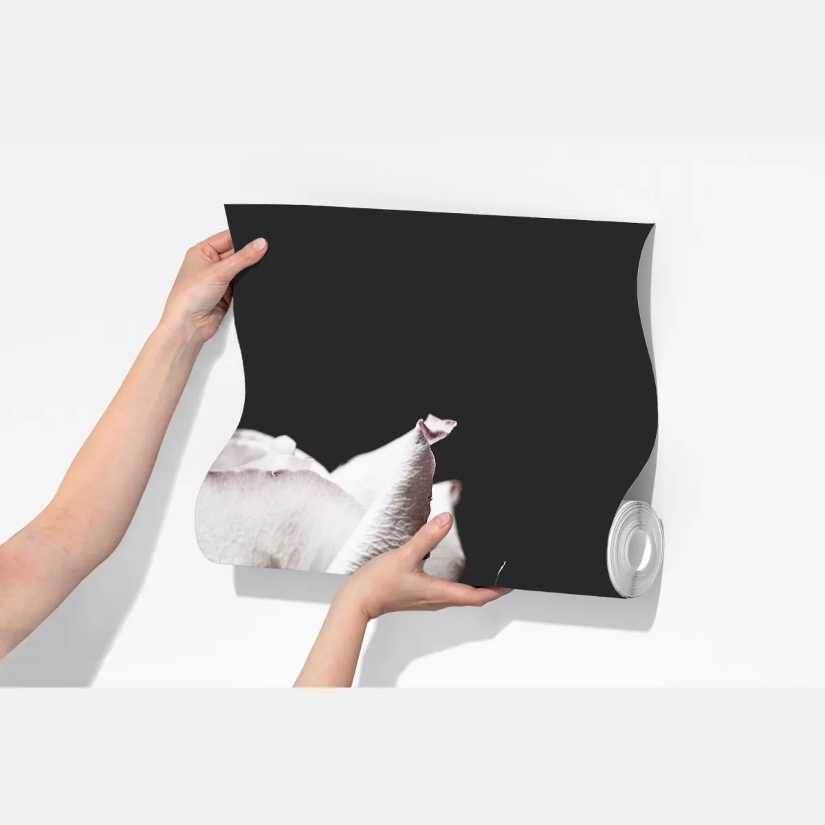 Fototapeta biały róż na czarnym tle – Wallissimo® Fototapeta biały róż na czarnym tle – Wallissimo®