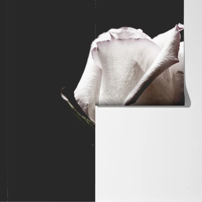 Fototapeta biały róż na czarnym tle – Wallissimo® Fototapeta biały róż na czarnym tle – Wallissimo®