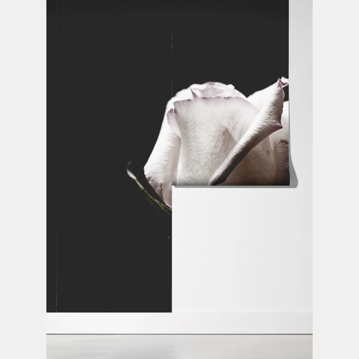 Fototapeta biały róż na czarnym tle – Wallissimo® Fototapeta biały róż na czarnym tle – Wallissimo®