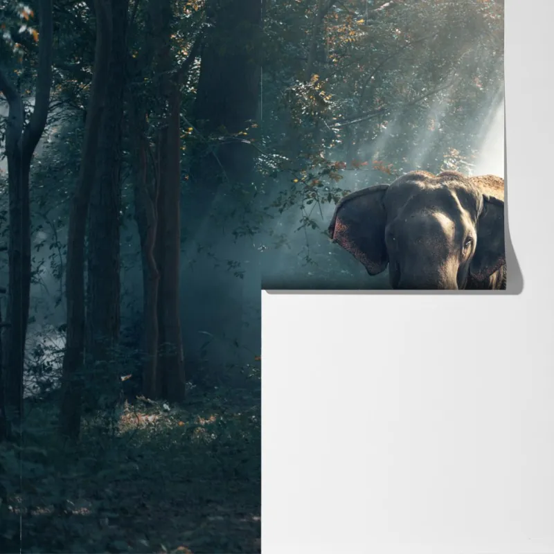 Fototapeta majestatyczny słoń w oświetlonym lesie – Wallissimo® Fototapeta majestatyczny słoń w oświetlonym lesie – Wallissimo®