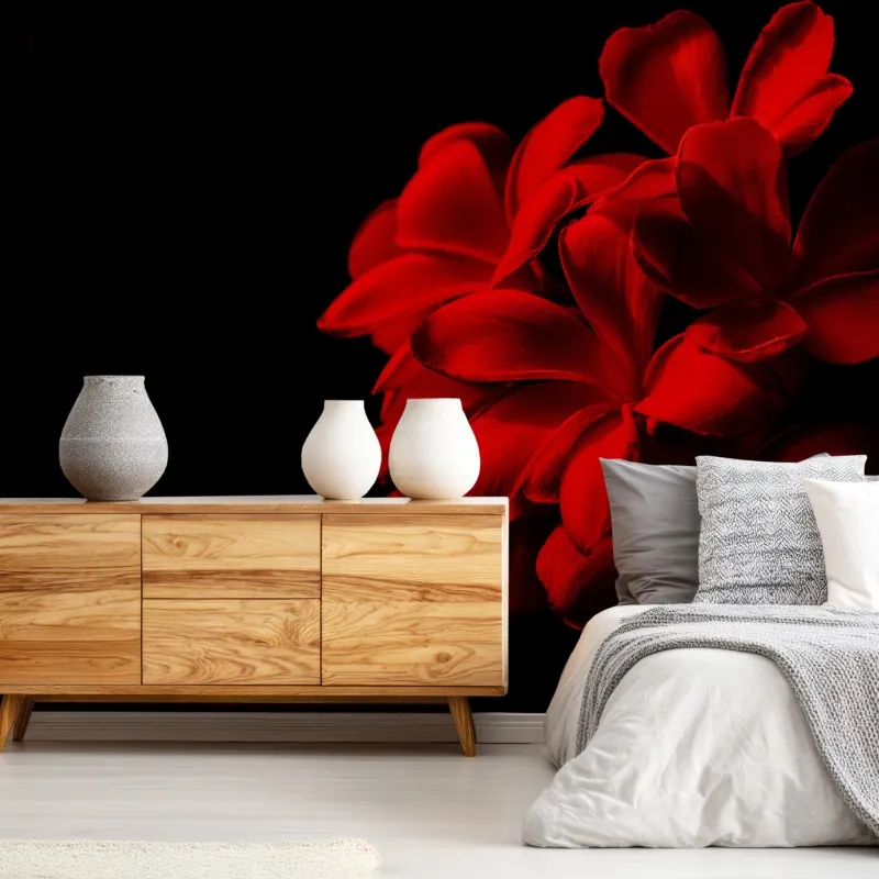 Fototapeta czerwona plumeria na czarnym tle