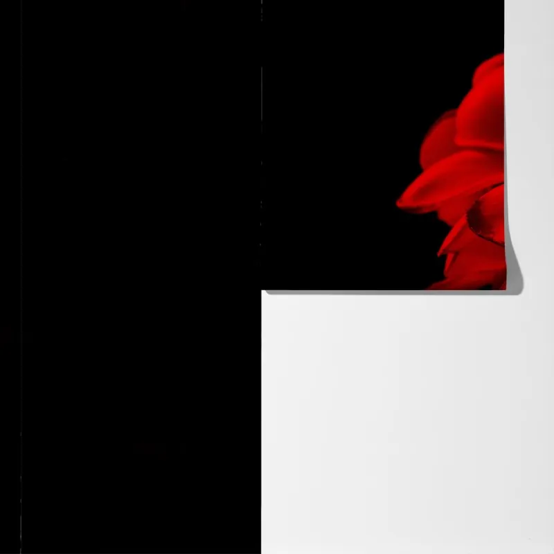 Fototapeta czerwona plumeria na czarnym tle – Wallissimo® Fototapeta czerwona plumeria na czarnym tle – Wallissimo®