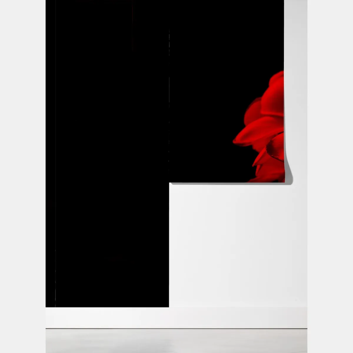 Fototapeta czerwona plumeria na czarnym tle – Wallissimo® Fototapeta czerwona plumeria na czarnym tle – Wallissimo®