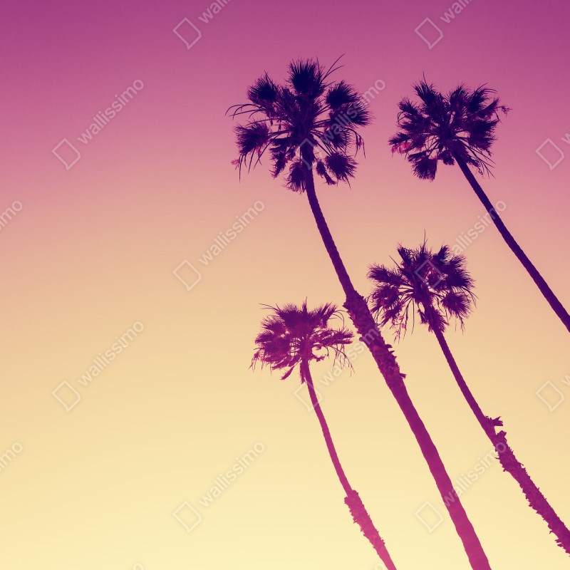 Fototapeta palmy z Kalifornii na Sunset Cliffs – Wallissimo® Fototapeta palmy z Kalifornii na Sunset Cliffs – Wallissimo®