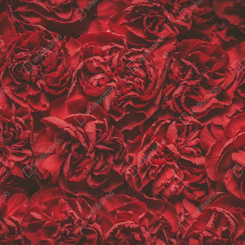 Fototapeta retro czerwone goździki wzór kwiatowy – Wallissimo® Fototapeta retro czerwone goździki wzór kwiatowy – Wallissimo®