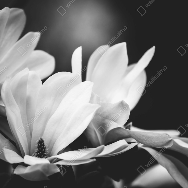 Fototapeta czarno-biała magnolia w zbliżeniu – Wallissimo® Fototapeta czarno-biała magnolia w zbliżeniu – Wallissimo®