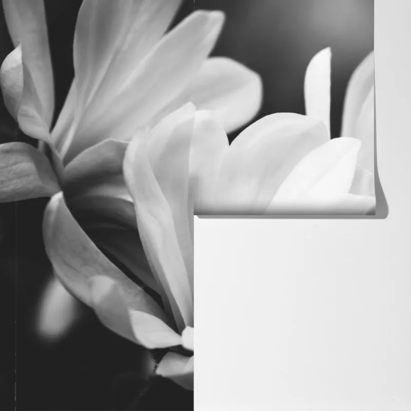 Fototapeta czarno-biała magnolia w zbliżeniu – Wallissimo® Fototapeta czarno-biała magnolia w zbliżeniu – Wallissimo®