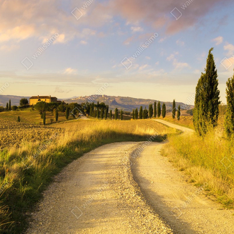 Fototapeta złota wiejska droga wśród cyprysów – Wallissimo® Fototapeta złota wiejska droga wśród cyprysów – Wallissimo®