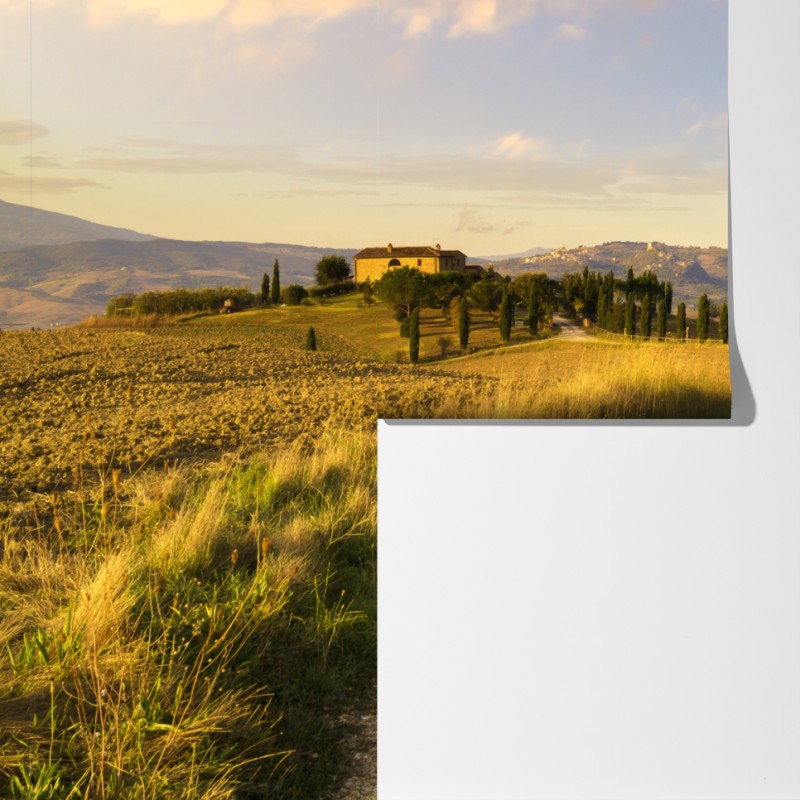 Fototapeta złota wiejska droga wśród cyprysów – Wallissimo® Fototapeta złota wiejska droga wśród cyprysów – Wallissimo®