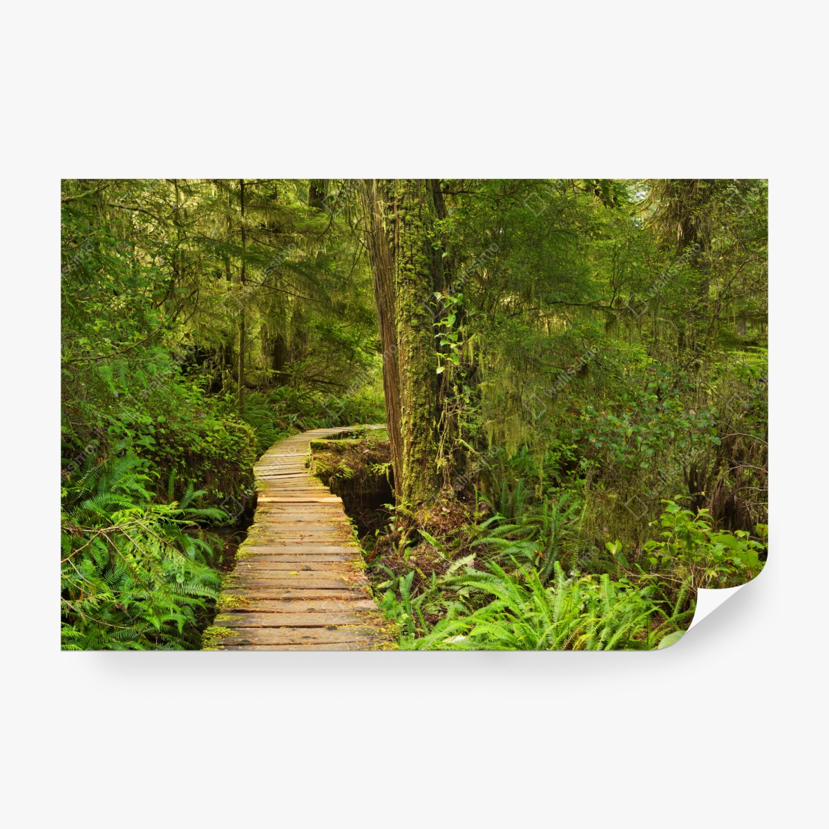 Fototapeta pomost w lesie deszczowym Pacific Rim – Wallissimo® Fototapeta pomost w lesie deszczowym Pacific Rim – Wallissimo®