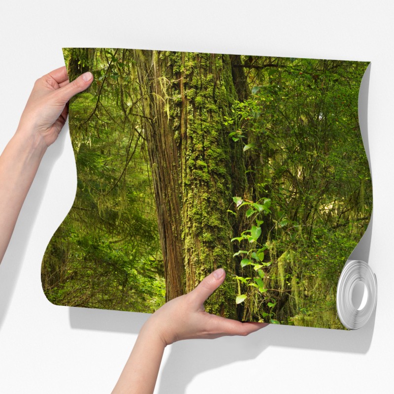 Fototapeta pomost w lesie deszczowym Pacific Rim – Wallissimo® Fototapeta pomost w lesie deszczowym Pacific Rim – Wallissimo®